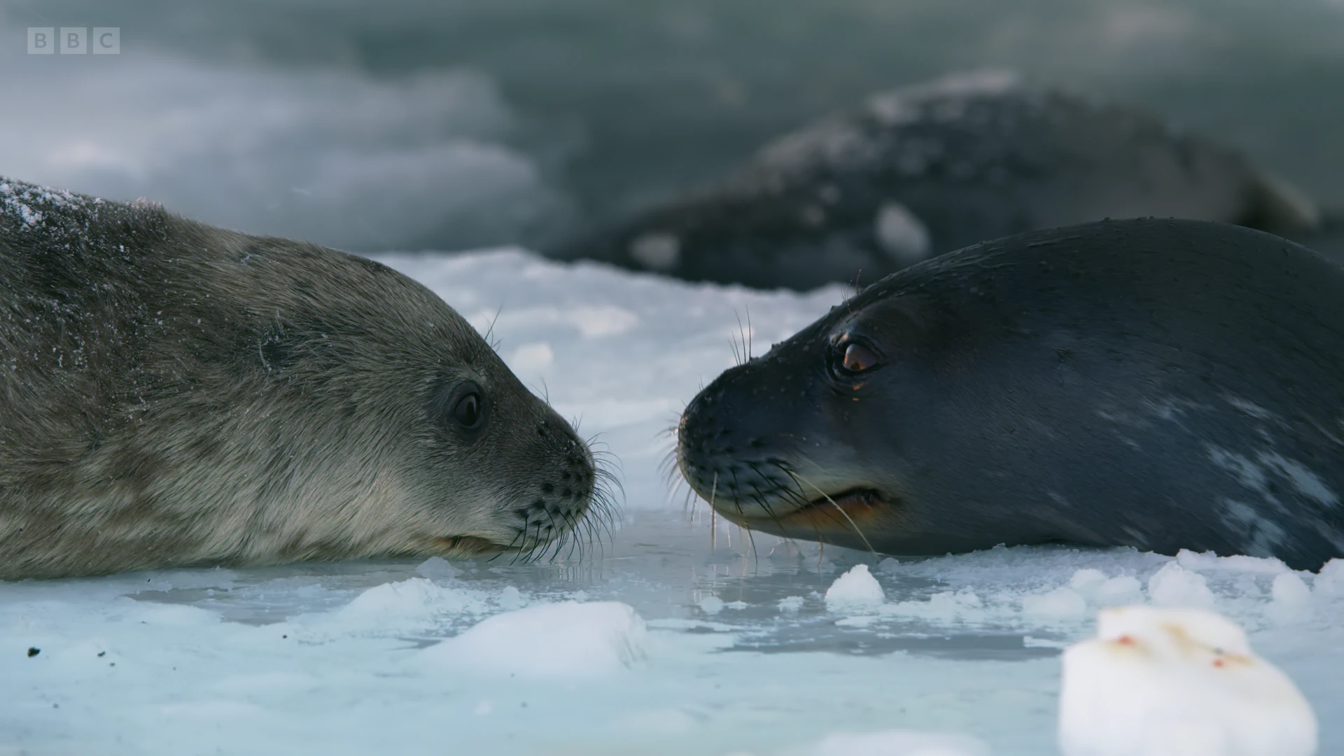 Weddell seal (Leptonychotes weddellii) as shown in Seven Worlds, One Planet - Antarctica